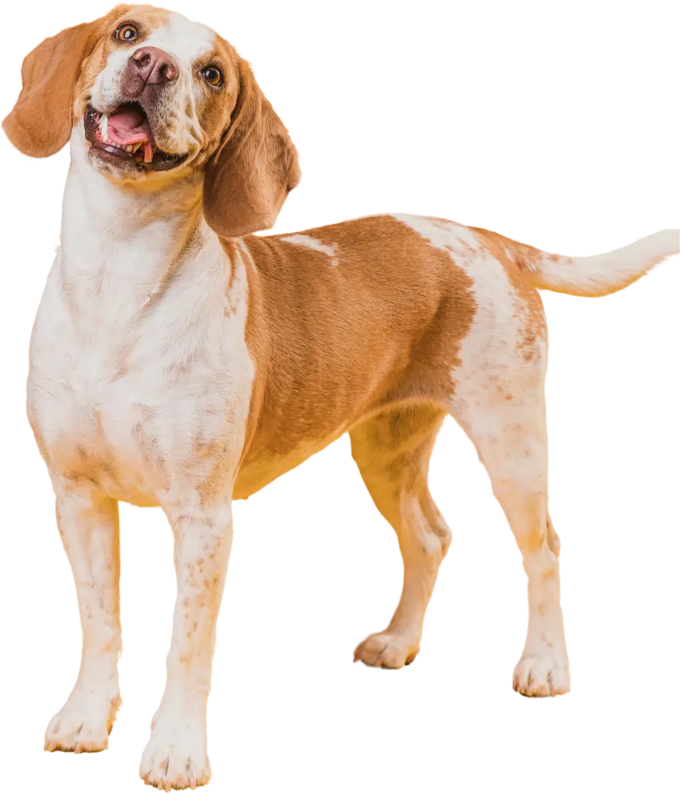 perrito-nosotros-home