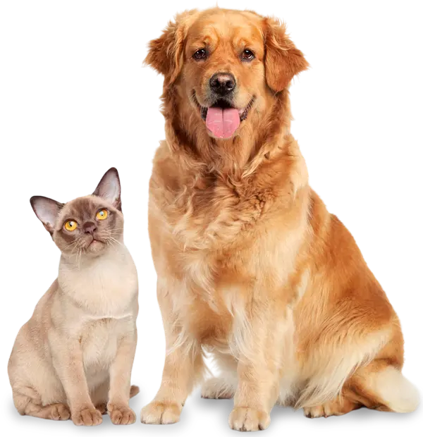 perro-y-gato-v2.webp