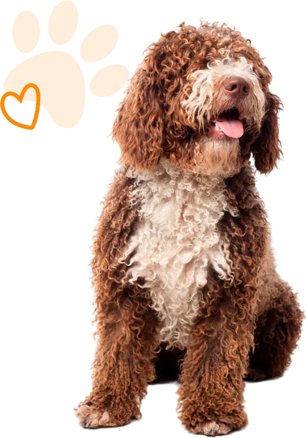 perrito1-pagina-nosotros