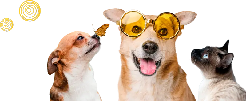 perritoygatitos-pag-nosotros